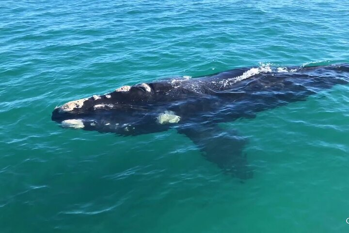 Shark Cage Diving and Whale Watching Combo Experience in Gansbaai - Photo 1 of 5